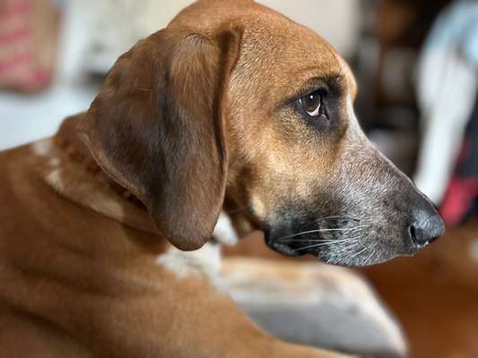 Dogorama Photo Challenge - Details Ganz nah-Beitrag-Bild