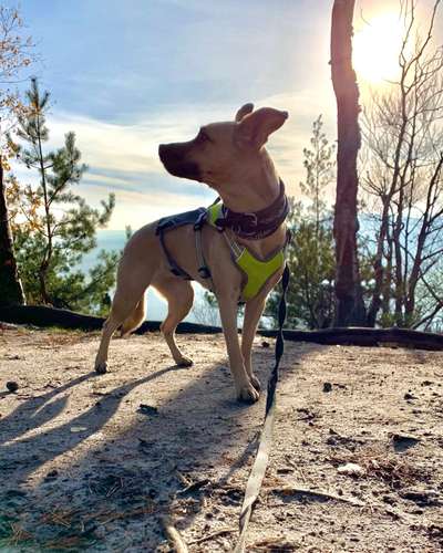 Dogorama Foto Challenge - Wanderziel-Beitrag-Bild