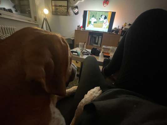 Dogorama Photo Challenge - Wir schauen fern (TV)-Beitrag-Bild