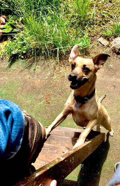 Dogorama Photo Challenge - Hündische Haushaltshilfe-Beitrag-Bild