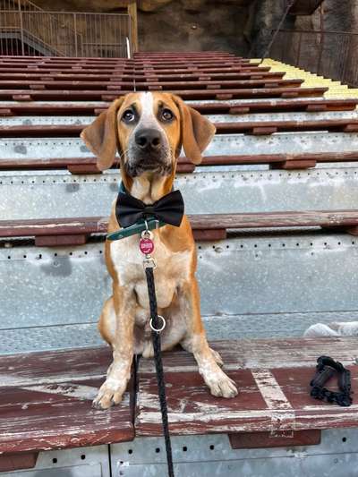 Dogorama Photo Challenge - Festliches Accessoires-Beitrag-Bild