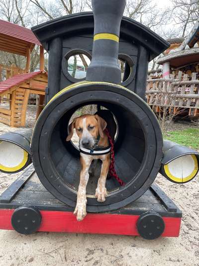 Dogorama Photo Challenge- Höhlen/Tunnel-Beitrag-Bild