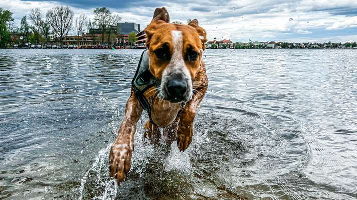 Dogorama Photo Challenge - Hunde in Action-Beitrag-Bild