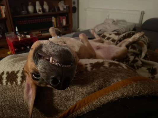 Dogorama Photo Challenge - Fail/Outtakes-Beitrag-Bild