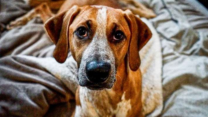 Dogorama Photo Challenge - Portrait-Beitrag-Bild