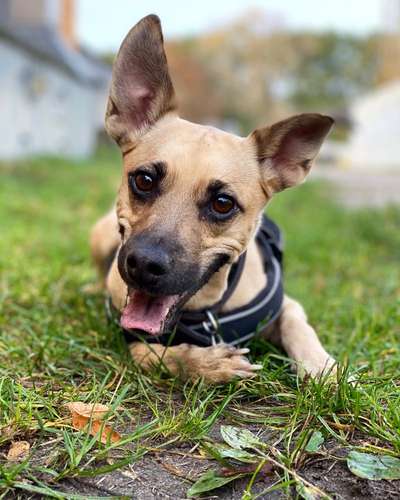 Dogorama Photo Challenge - Portrait-Beitrag-Bild