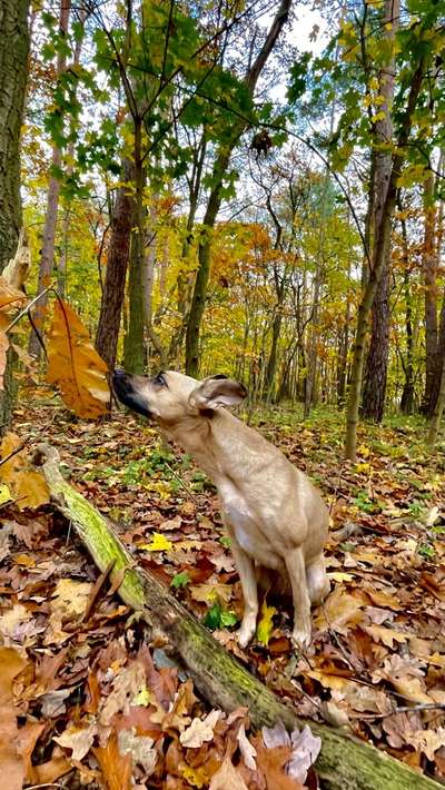 Fotochallenge Nr 55  -  Hund im November--Beitrag-Bild