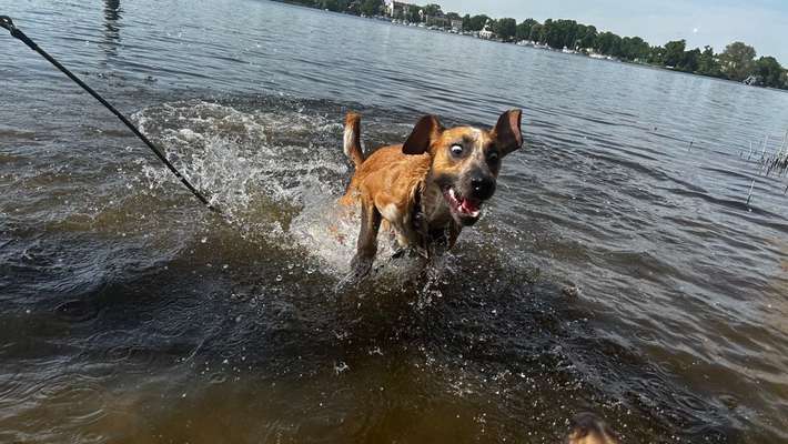 Dogorama Photo Challenge - Wasserspiele-Beitrag-Bild