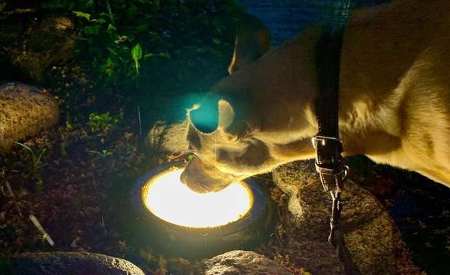 Dogorama Photo Challenge - Licht-Beitrag-Bild