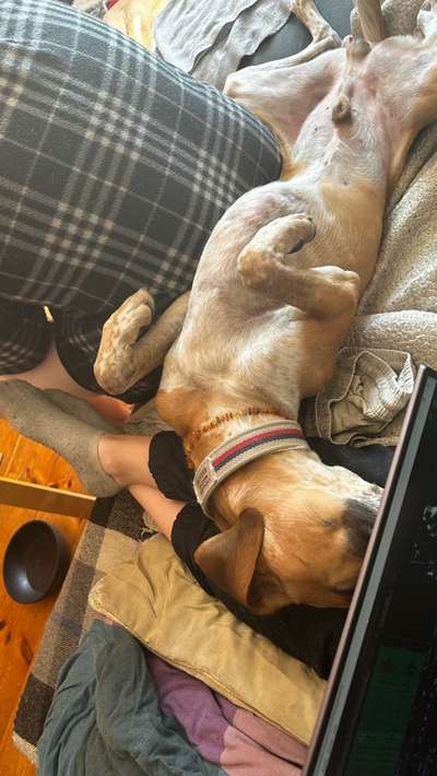 Dogorama Photo Challenge - Zeigt her eure Bäuche-Beitrag-Bild