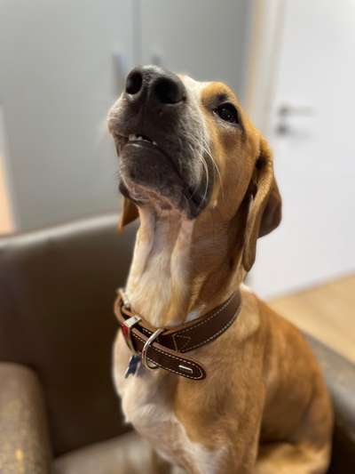 Dogorama Photo Challenge- Der Nase nach-Beitrag-Bild