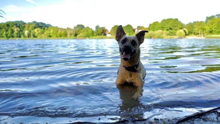 Dogorama Photo Challenge - Wasserspiele-Beitrag-Bild