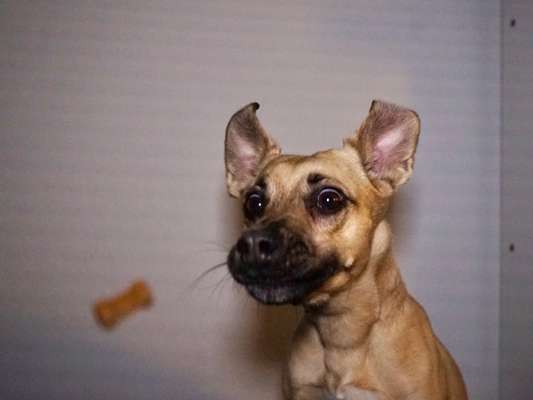 Dogorama Photo Challenge - Fail/Outtakes-Beitrag-Bild