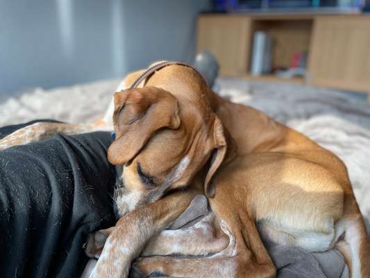 Dogorama Photo Challenge - Frühjahrsmüdigkeit-Beitrag-Bild