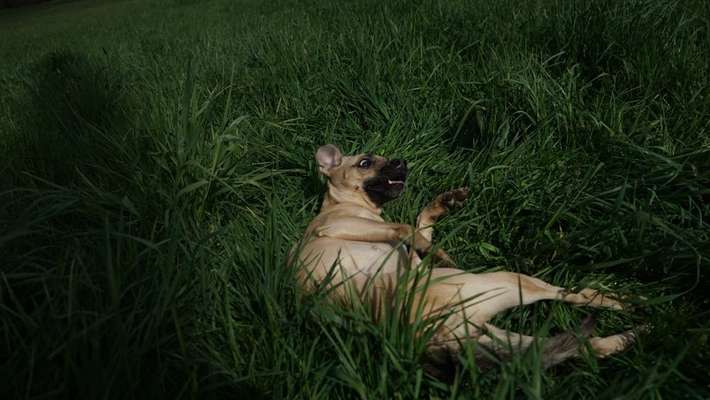 Dogorama Photo Challenge - Wälzen-Beitrag-Bild