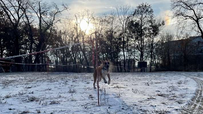 Dogorama Photo Challenge - Winterstimmung-Beitrag-Bild