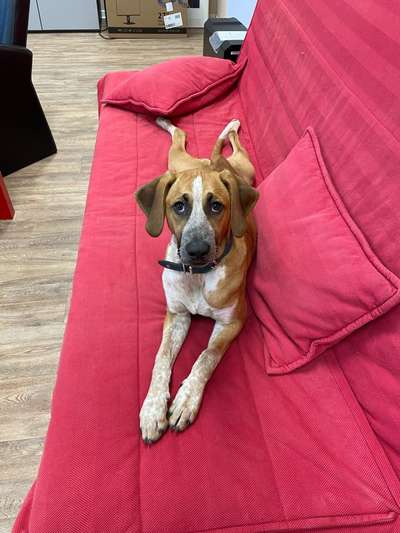 TierschutzhundeStammtisch🐕-Beitrag-Bild