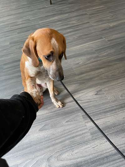 Dogorama Photo Challenge- genervter Blick-Beitrag-Bild