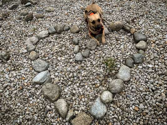 Dogorama Photo Challenge - Herzenshund-Beitrag-Bild