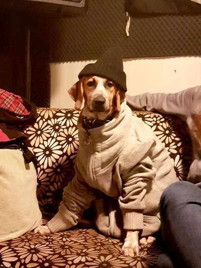 33. Handy Foto Challenge - Verkleidung deines Hundes-Beitrag-Bild