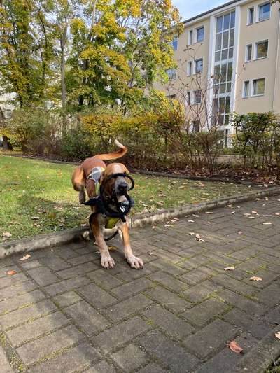 Dogorama Photo Challenge - an der Leine-Beitrag-Bild