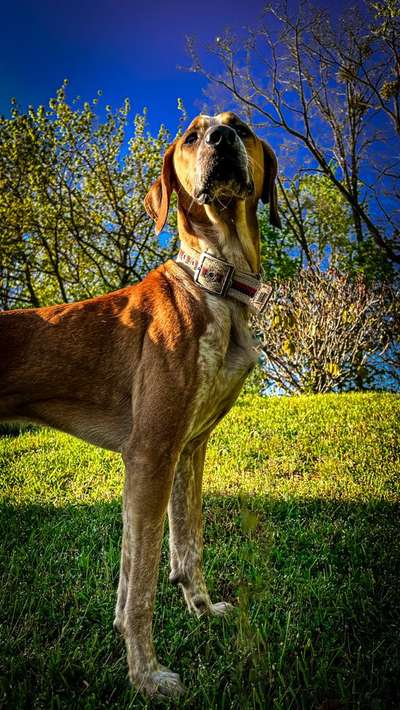 Dogorama Photo Challenge - TV Hund-Beitrag-Bild