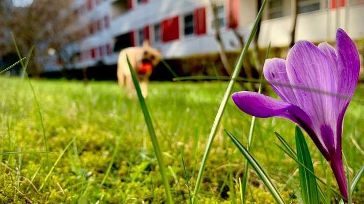 Dogorama Photo Challenge - die ersten Frühjahrsblumen-Beitrag-Bild