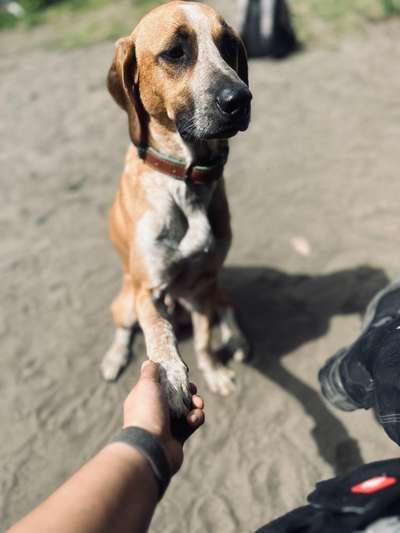 Dogorama Photo Challenge - Liebesbeweis-Beitrag-Bild