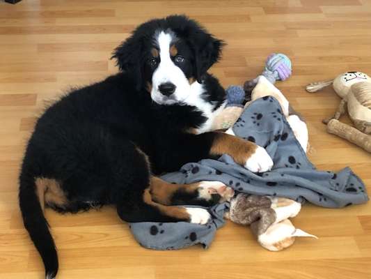 Berner Sennen-Beitrag-Bild