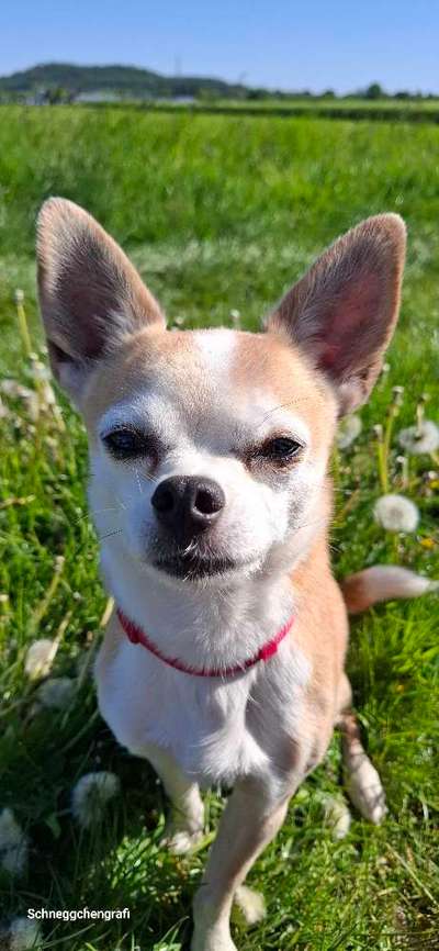 Hundetreffen-Spazieren mit Wandern4Pfoten-Bild