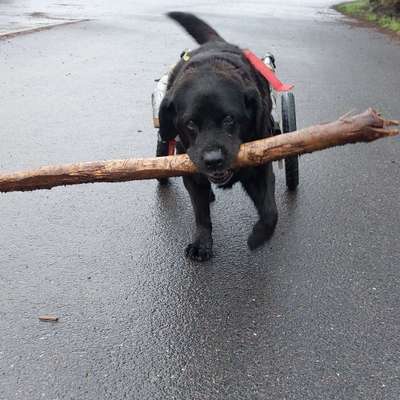 Hundetreffen-Gassirunde Gehren-Profilbild