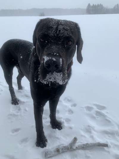 Die Dogorama Kalender Challenge Teil 2/4-Beitrag-Bild