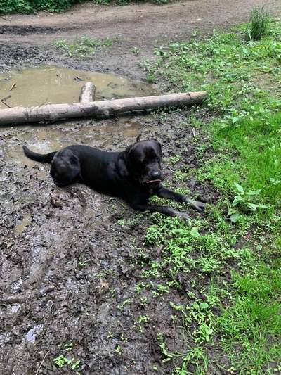 Die Dogorama Kalender Challenge 4/4-Beitrag-Bild