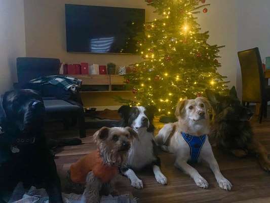 Labradorfans-Beitrag-Bild