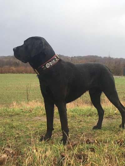 Labradorfans-Beitrag-Bild