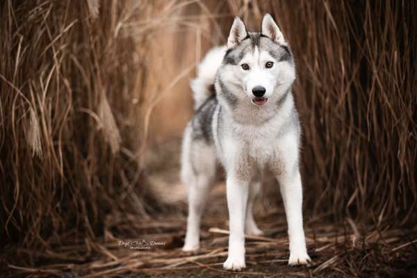 Husky-Beitrag-Bild