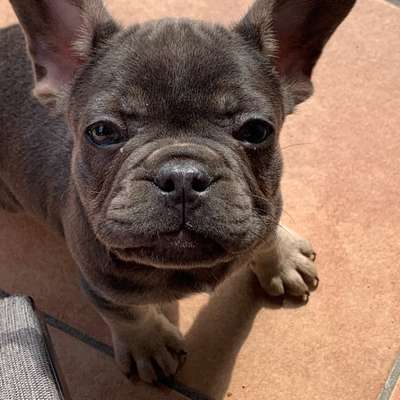 Zeigt her eure Frenchi-Beitrag-Bild