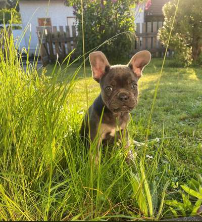 Die Dogorama Monats Challenge "Es grünt und blüht"-Beitrag-Bild