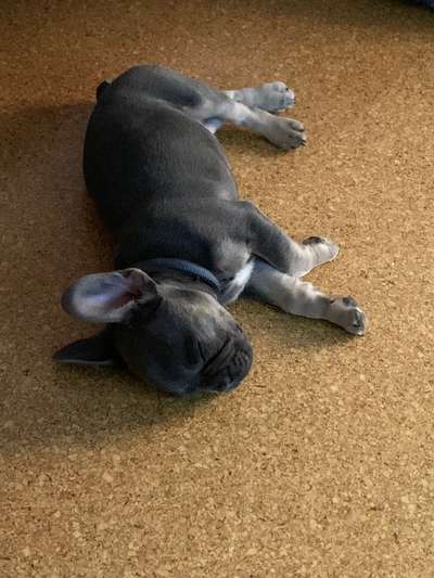 Französische Bulldoggen-Beitrag-Bild