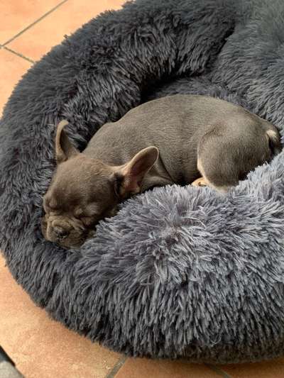 Welpen Bilder !-Beitrag-Bild