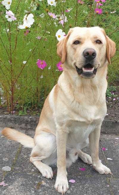 Die Dogorama Kalender Challenge Titelbild-Beitrag-Bild