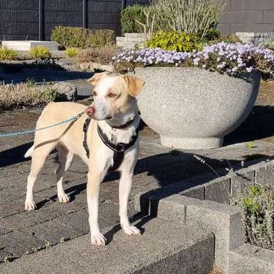 Hundetreffen-Gemeinsame Spaziergänge-Bild