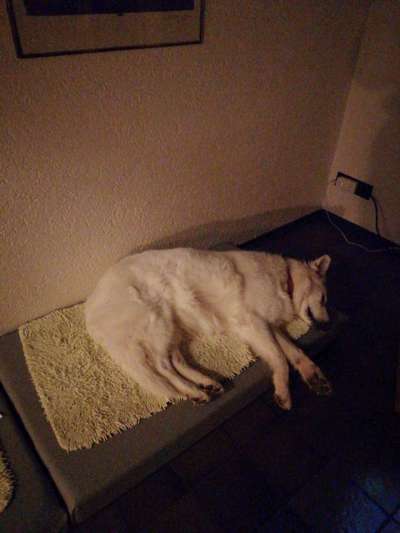 Hundetreffen-Gassy Runden mit allen Altersgruppen-Bild