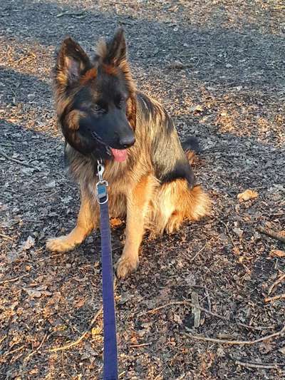 Alles rund um den Schäferhund, diskutieren erwünscht.-Beitrag-Bild