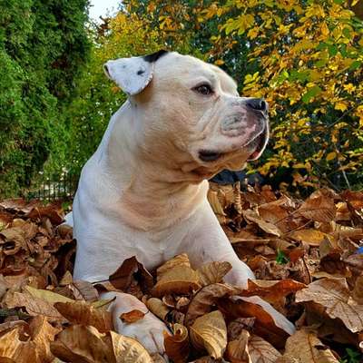 Hundetreffen-Lui sucht Gassi-Buddys-Bild