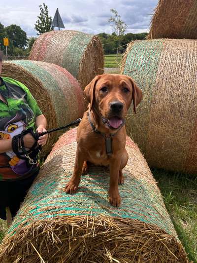 Hundetreffen-Gassirunde und/oder Spieldate in Herrenshoff gesucht-Bild