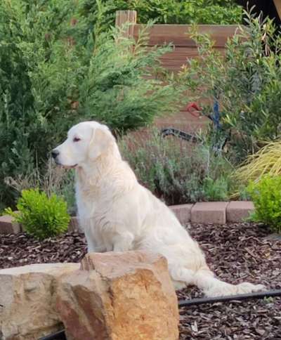 Dogorama Photo Challenge - Steine/Felsen-Beitrag-Bild