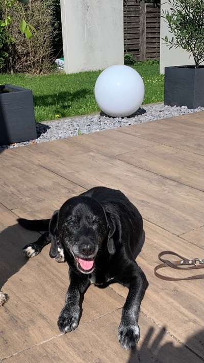 Fotochallenge Nr. 56 - geliebte Senioren-Beitrag-Bild