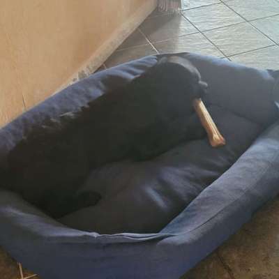 aktuelles Foto Gruppe Labrador