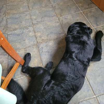 aktuelles Foto Gruppe Labrador